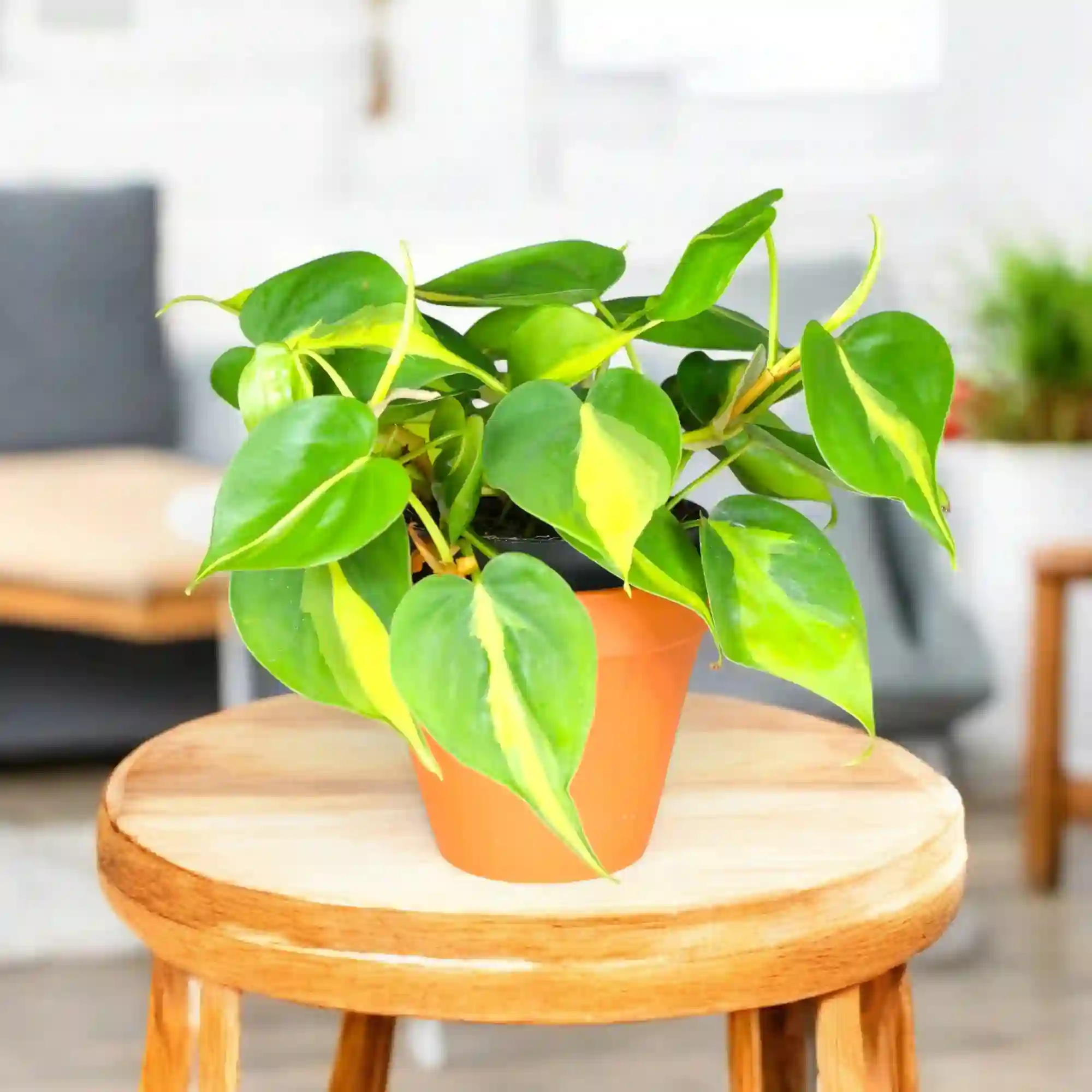 Heart Leaf Philodendron Plant